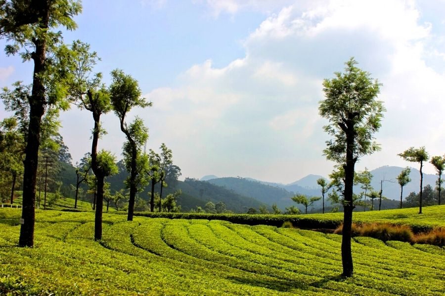 3 Nights 4 Days Munnar and Thekkady Tour